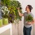 Homeowner's Guide To Living Walls