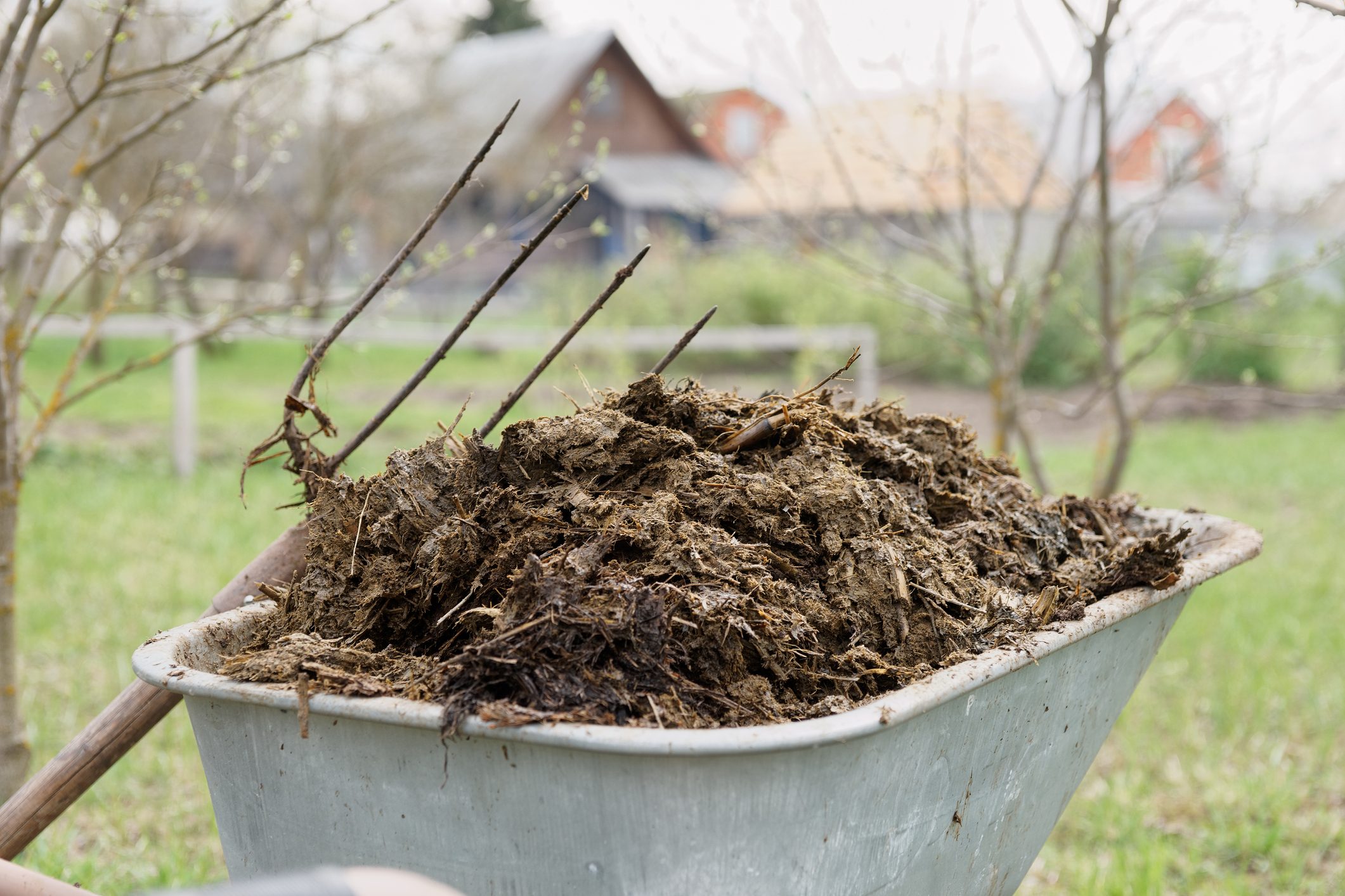 Wheelbarrow full of manure