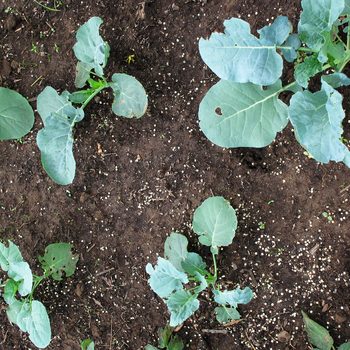 Garden Soil Sulfur around broccoli plants in garden