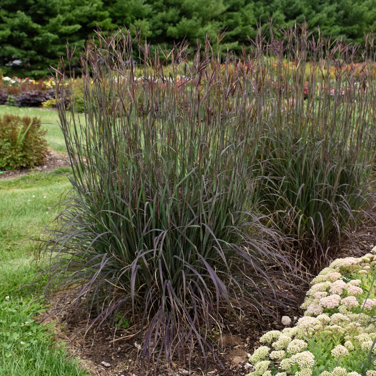 Big Bluestem Blackhawks Walters Gardens (1)