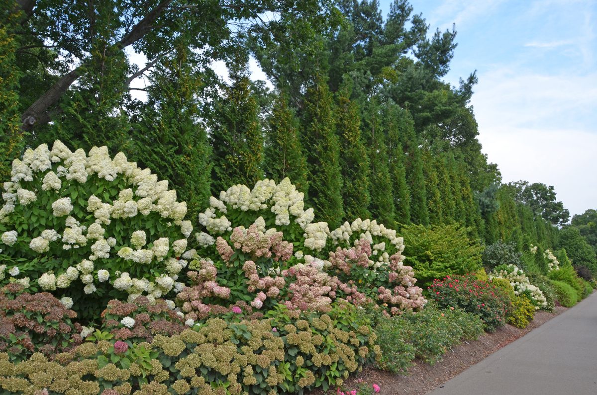 Eastern White Cedar American Pillar Susan Martin (1)