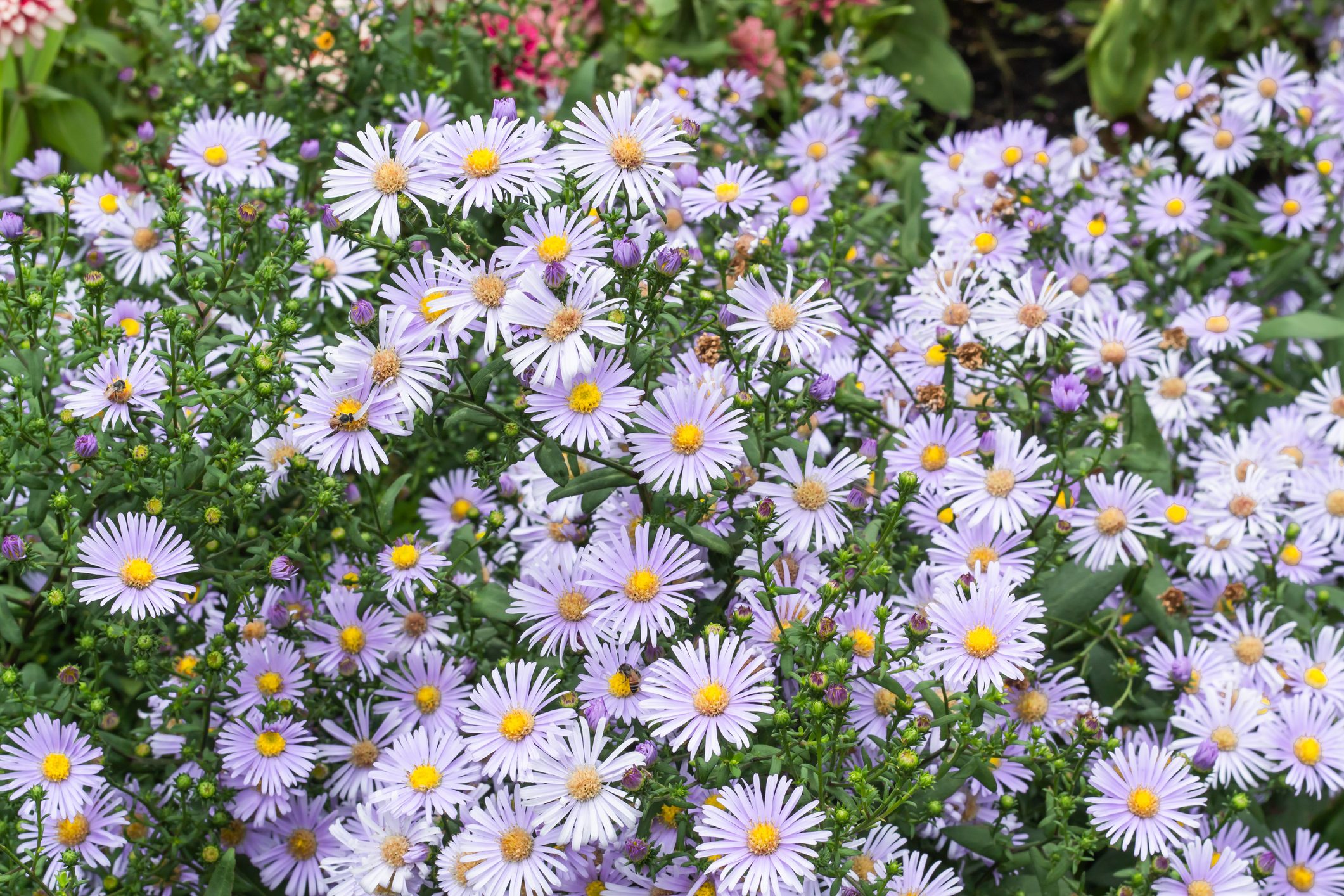 Bee on Symphyotrichum novae-angliae in gardens.