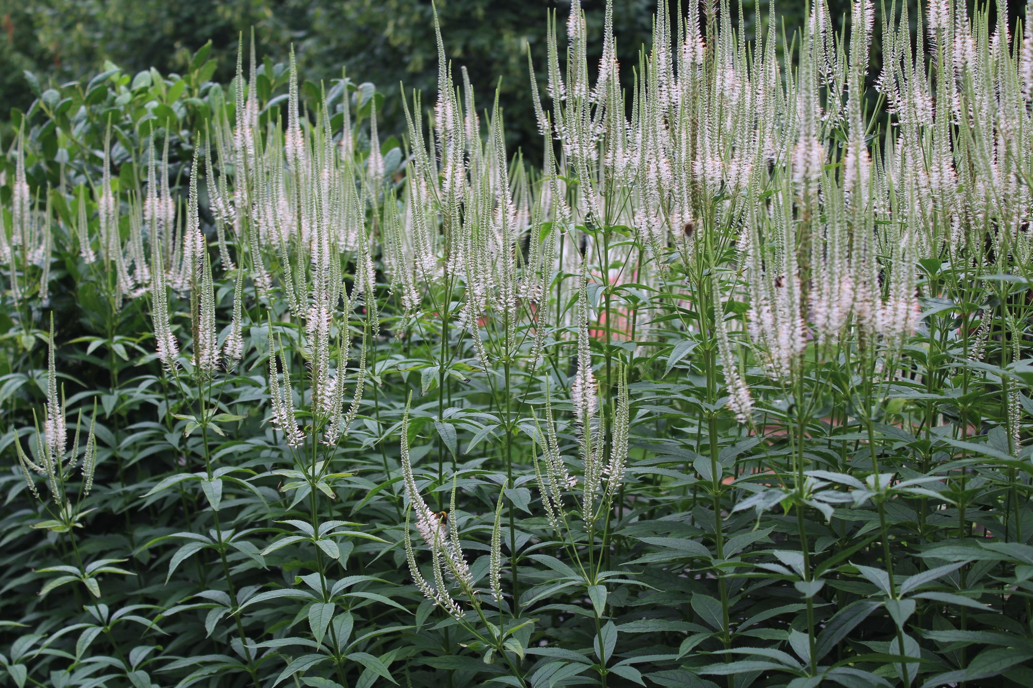 Picturesque plants on a meadow