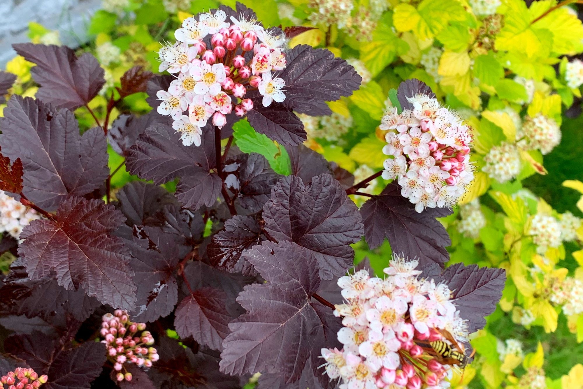 Plant Physocarpus opulifolius Diabolo decorative bush with white pink flowers and corrugated purple leaves.