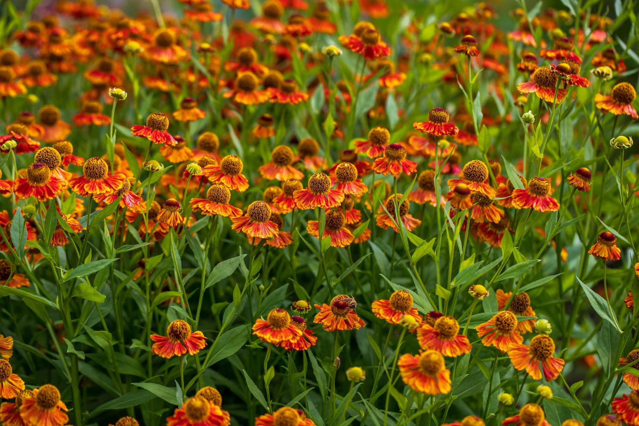 View of yellow-orange helenium flowers on the summer meadow