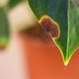 If Your Plant Leaves Have Brown Tips, This is What it Means