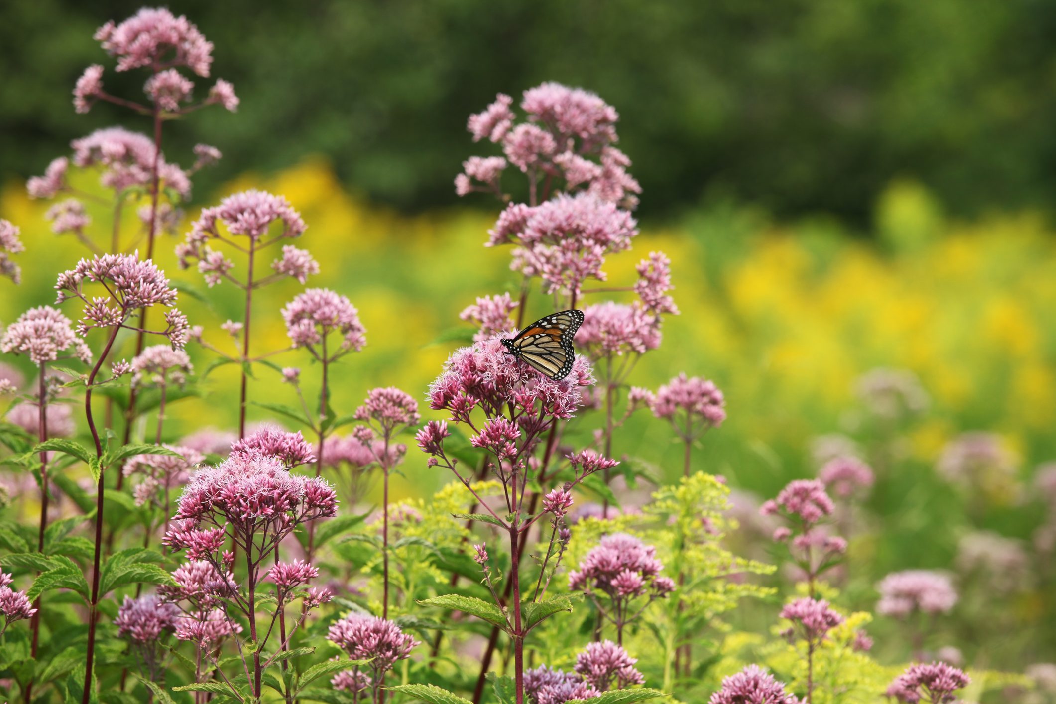 Monarch butterfly in meadow