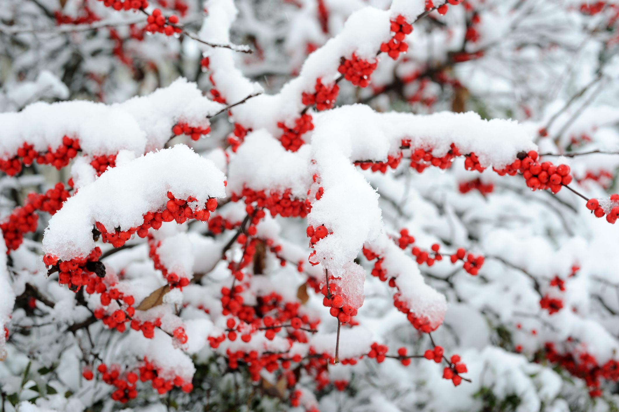 Winter holly berries