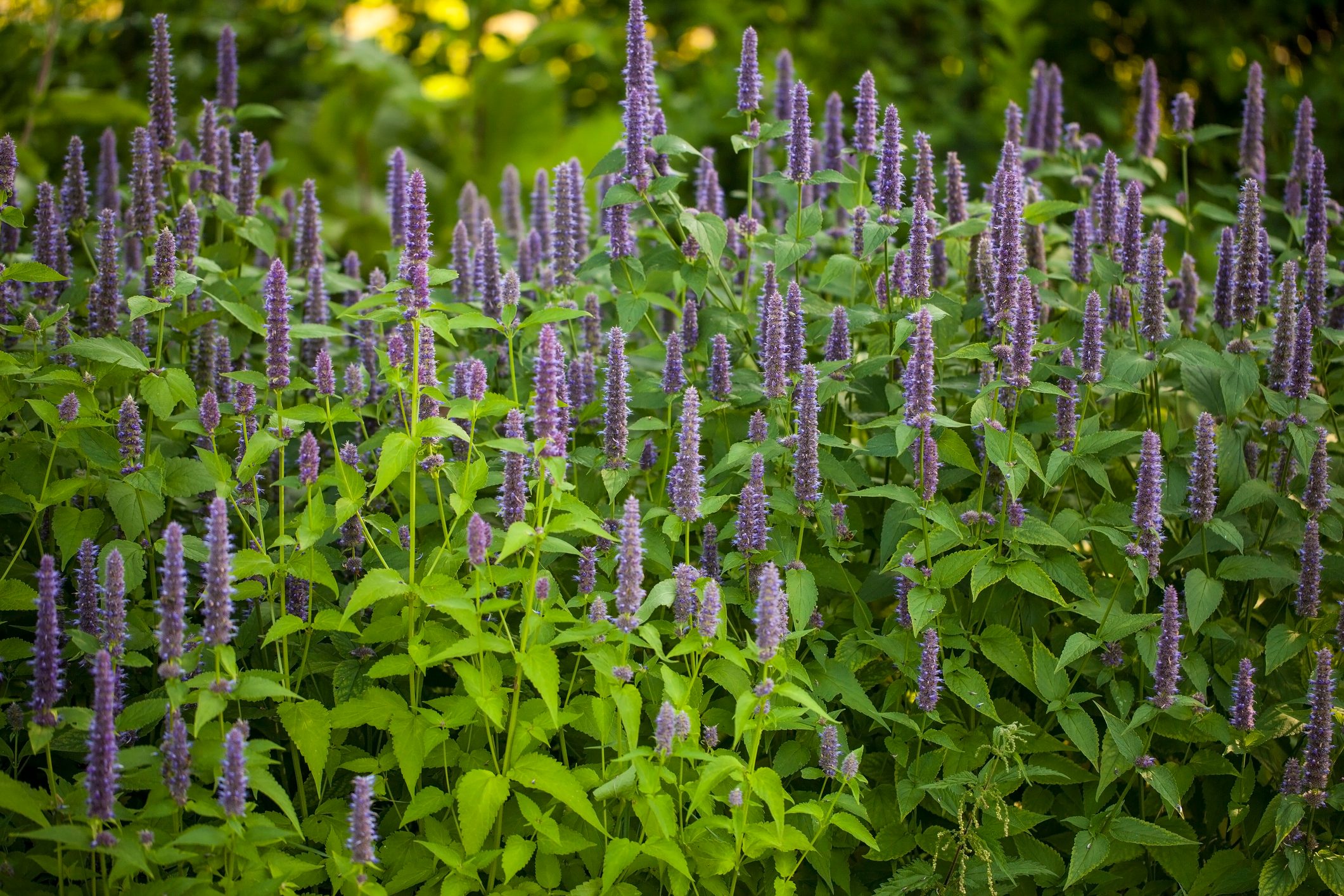 Anise hyssop (Agastache foeniculum)