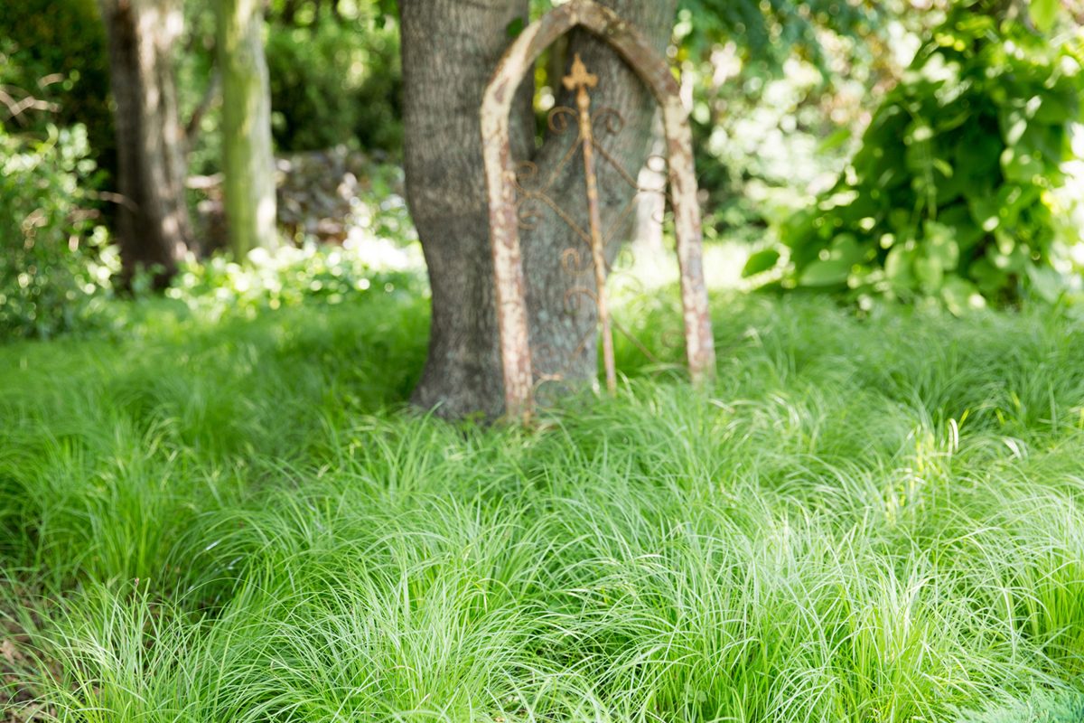 Oak Sedge Stonehouse Nursery 