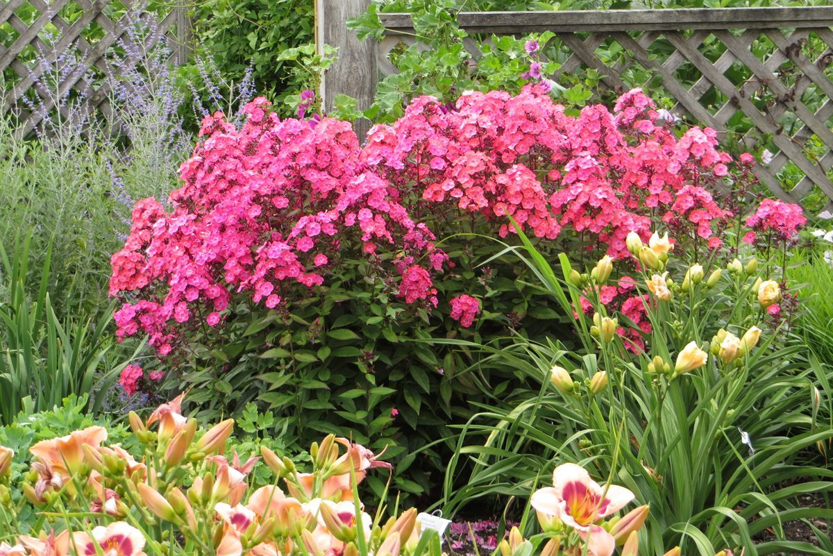 Tall Garden Phlox Glamour Girl Susan Martin