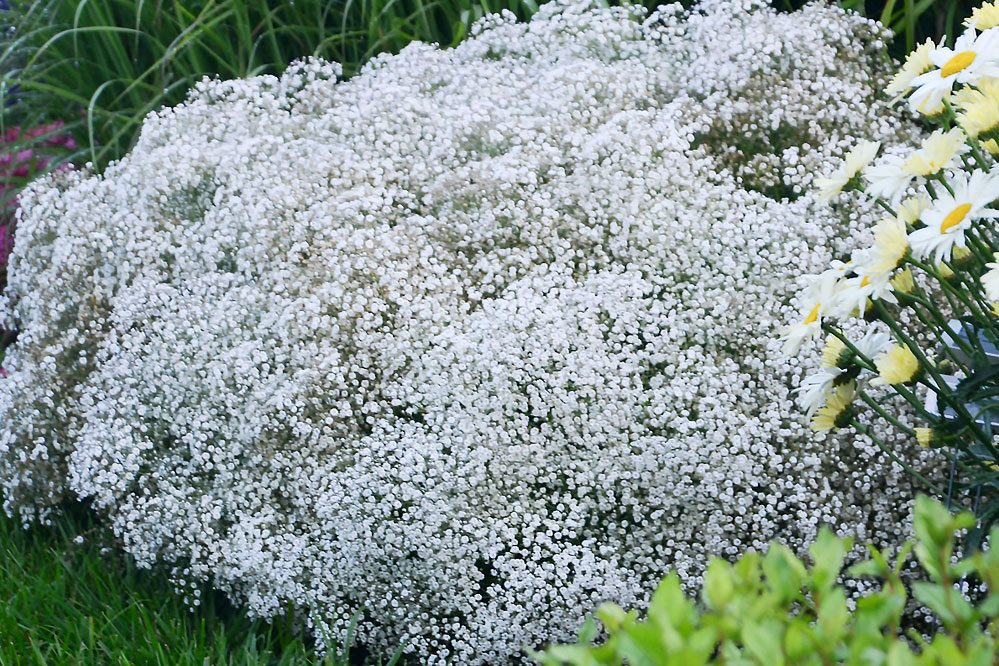 Baby Breath Summer Sparkles Courtesy Walters Gardens