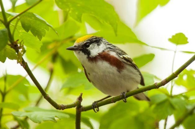 warblers in Ohio at magee marsh
