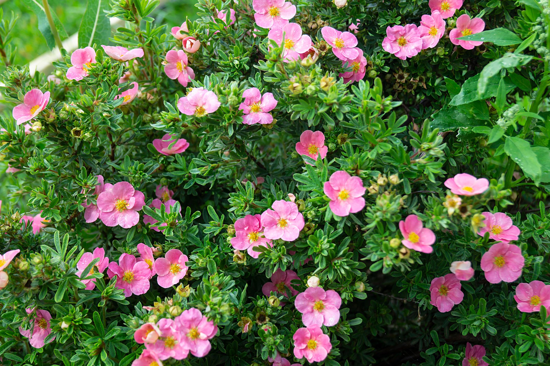 Potentilla fruticosa in year garden on background green sheet