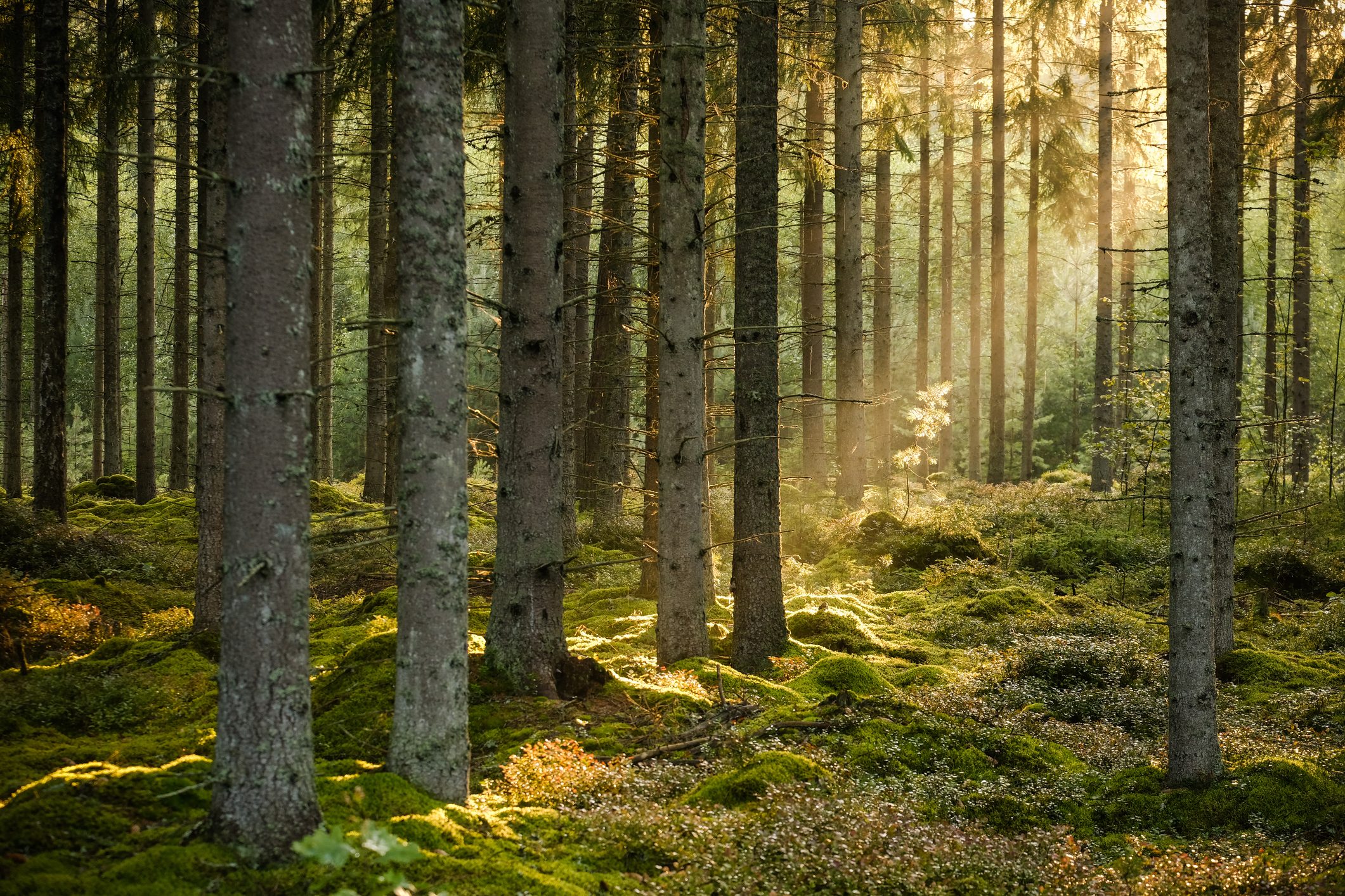 Evening sun shining in spruce forest with a little pine in focus in the background in the summer