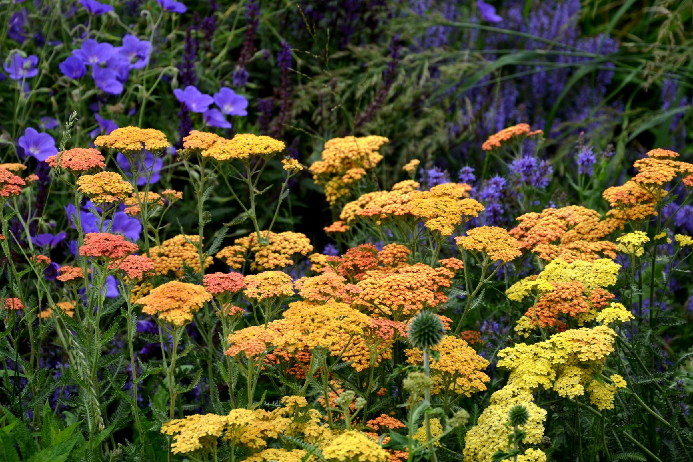 achillea, millefolium, orange, yellow, blue, sage, salvia, nemorosa, echinops, bannaticus, ritro, desert, eve, terracotta, prairie, garden, flower bed, blossom, geranium, magnificum, purple, flower, nature, flowers, plant, spring, green, field, bloom, pink, summer, beautiful, flora, floral, beauty, violet, meadow, blooming, park, color, flowerbed, landscape