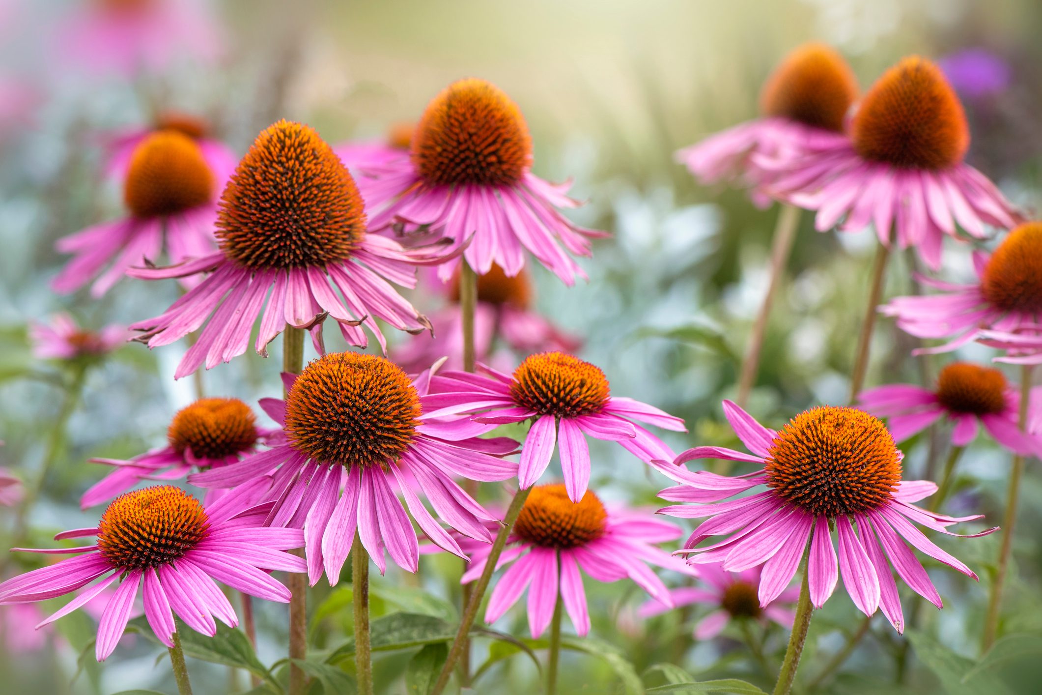 Beautiful summer Echinacea purpurea pink flowers also known as Coneflowers