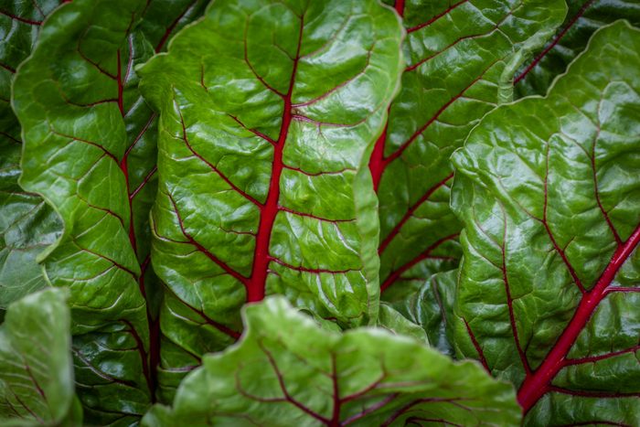 Close up shot of Swiss chard rhubarb leaves