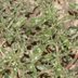 What Is Pigweed and How Do I Get Rid of It?