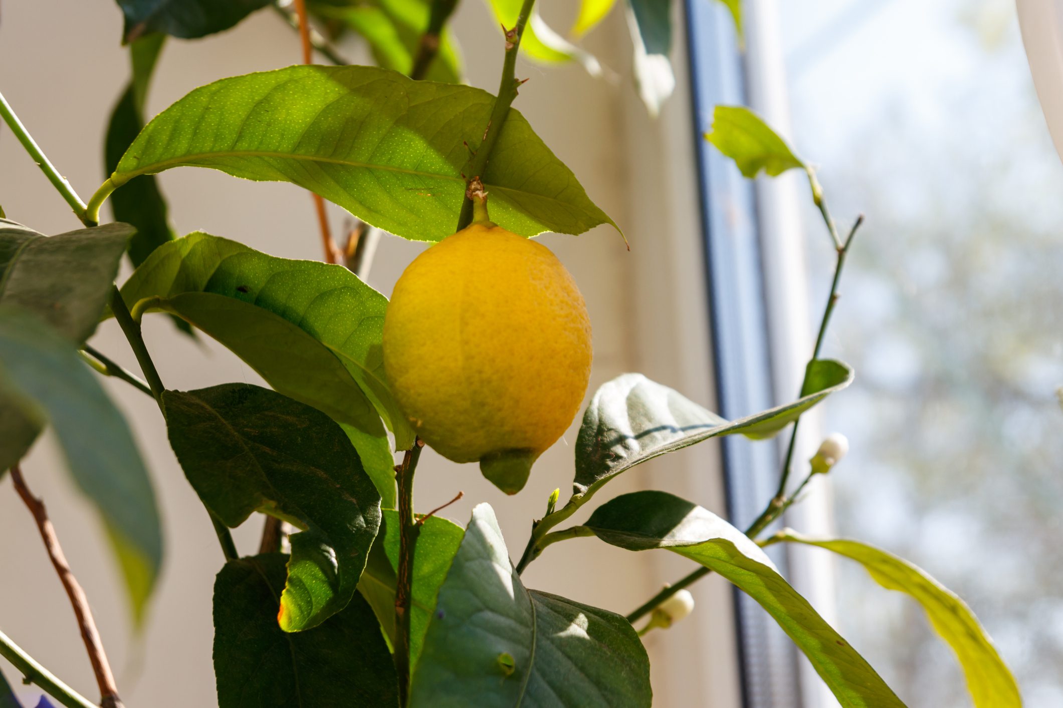 Here’s Why You Should Grow Lemon Trees in Your House During Winter