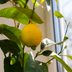 Here's Why You Should Grow Lemon Trees in Your House During Winter