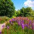 The Best Summer Color Plants for Northern Gardeners