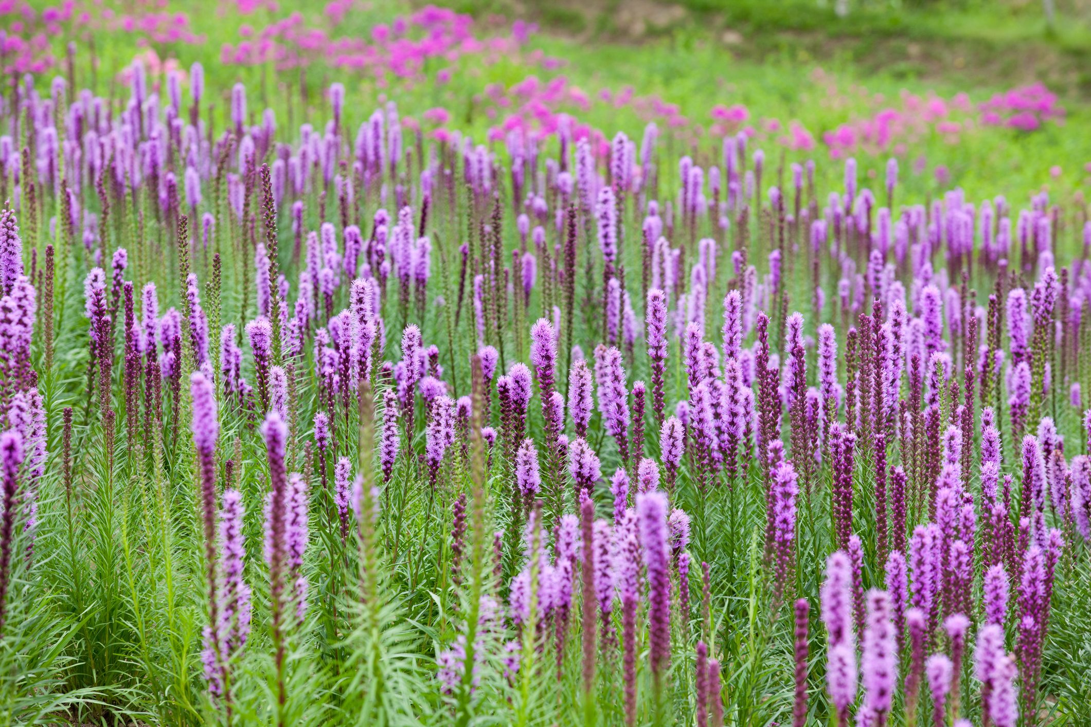 LAVENDER field growing in japan