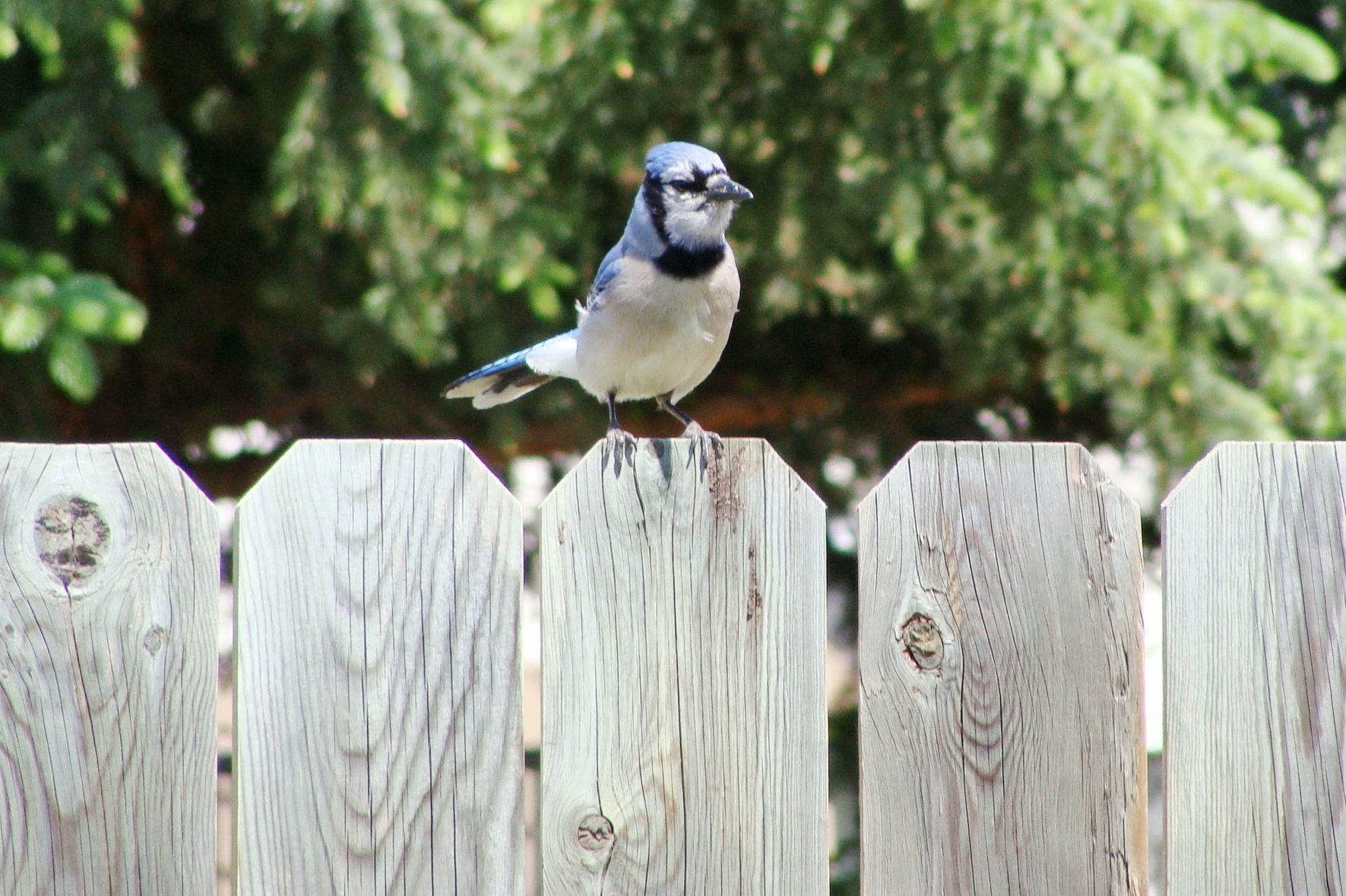 How To Make Your Fence Wildlife Friendly