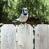 How To Make Your Fence Wildlife Friendly