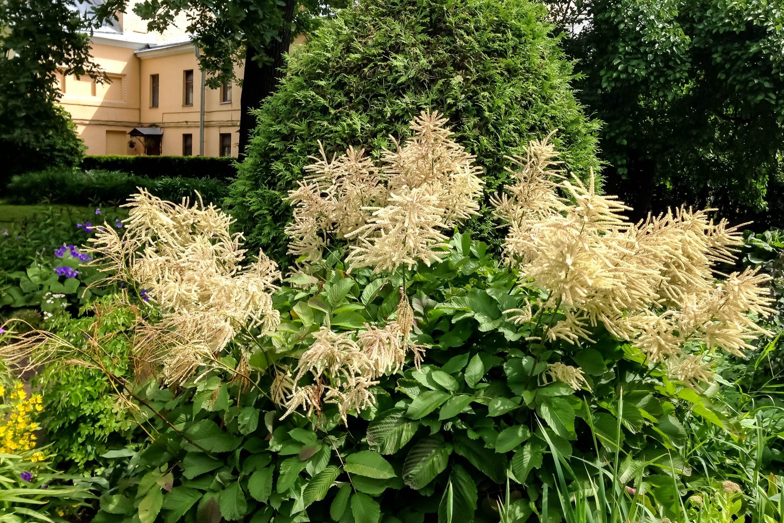 Lush flowering green bushes in the Park on the background of trees and yellow building