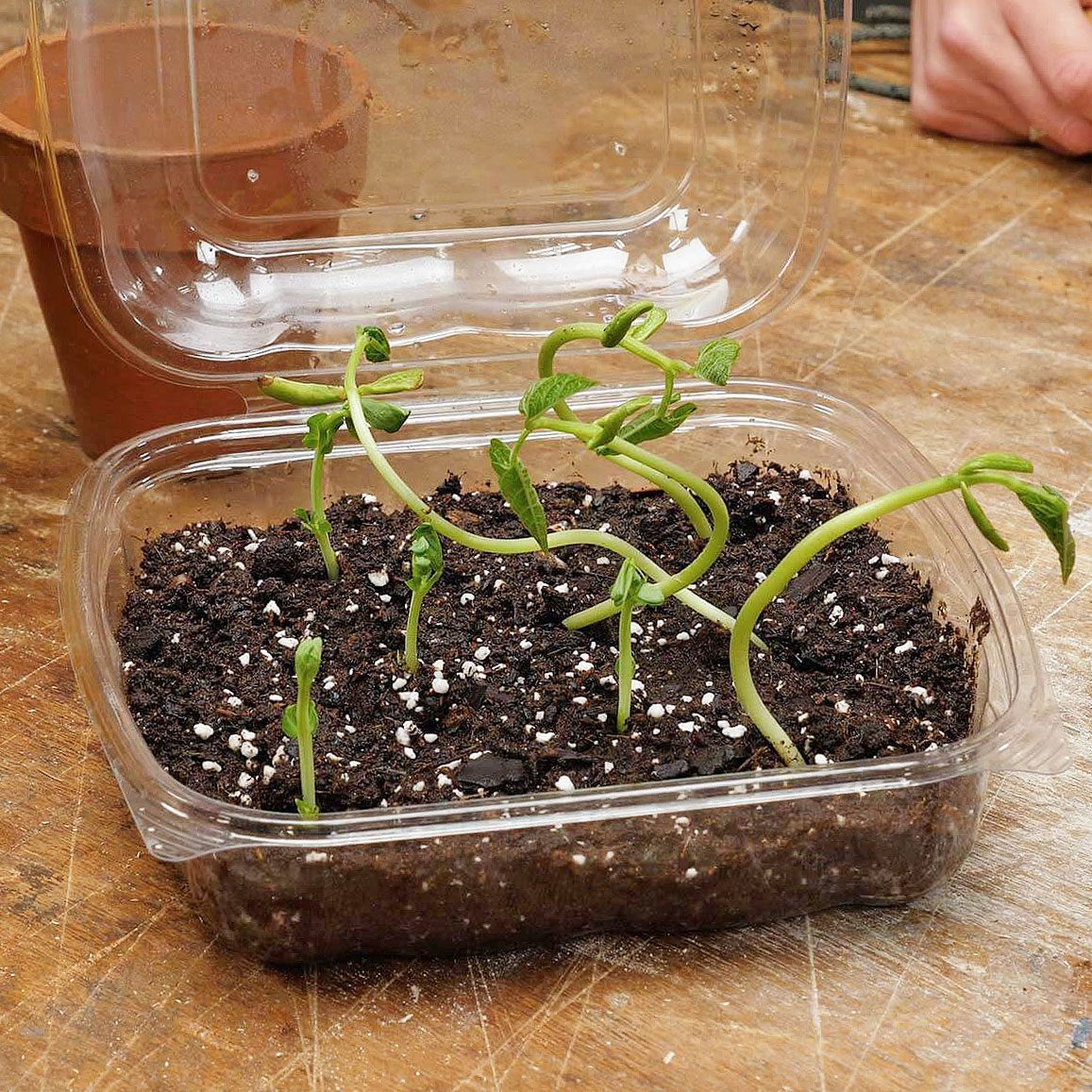 Repurposed plastic take out Salad Container being used as a garden