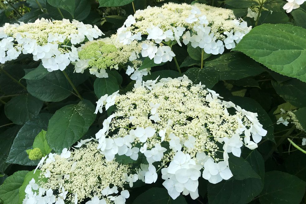 Hydrangea Arborescens Haas Halo Courtesy Plants Nouveau