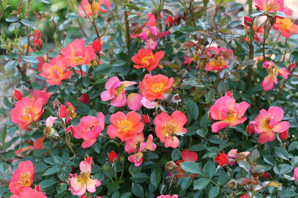 Rose Oso Easy Hot Paprika Courtesy Spring Meadow Nursery