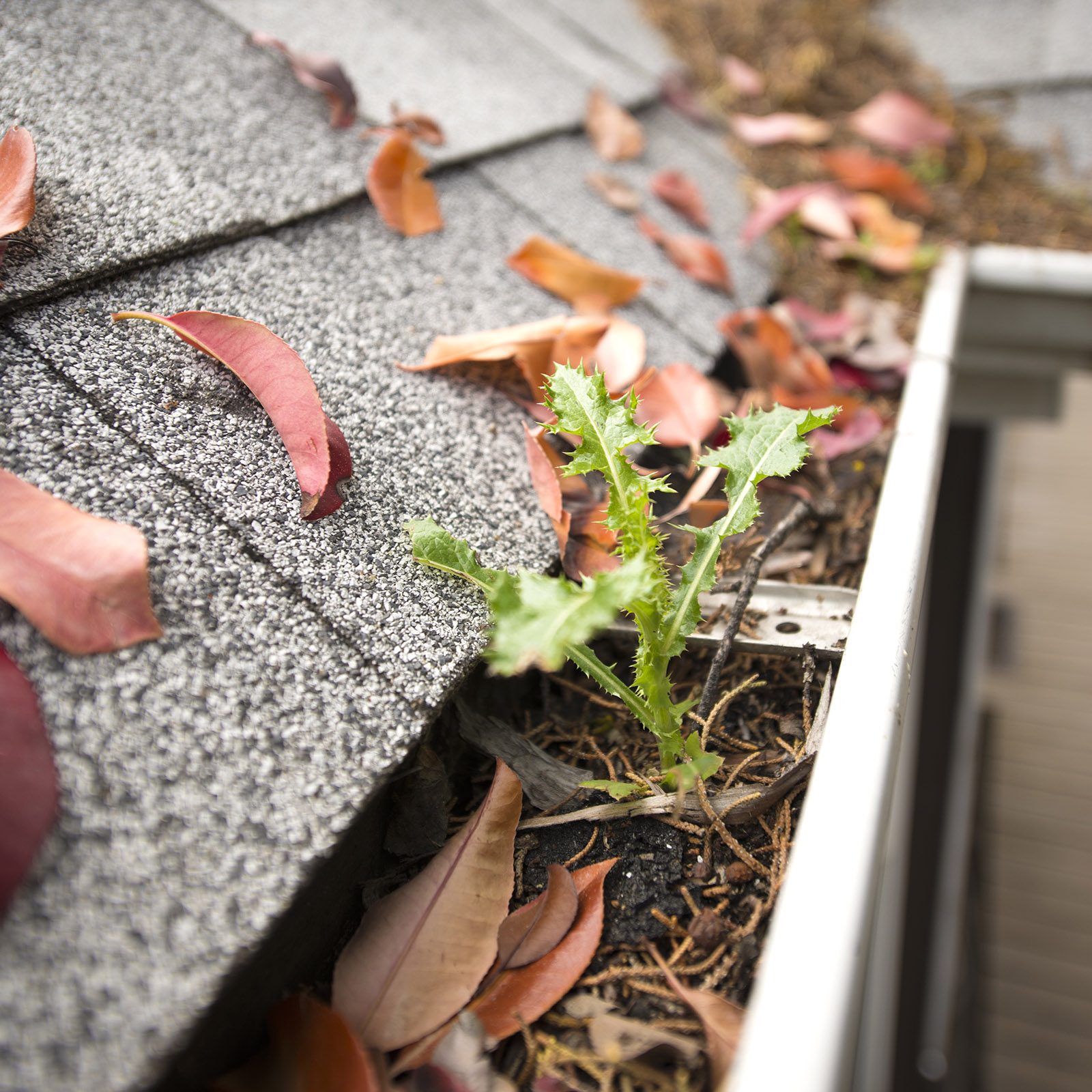 Rain Gutter Full Of Leaves And Debris