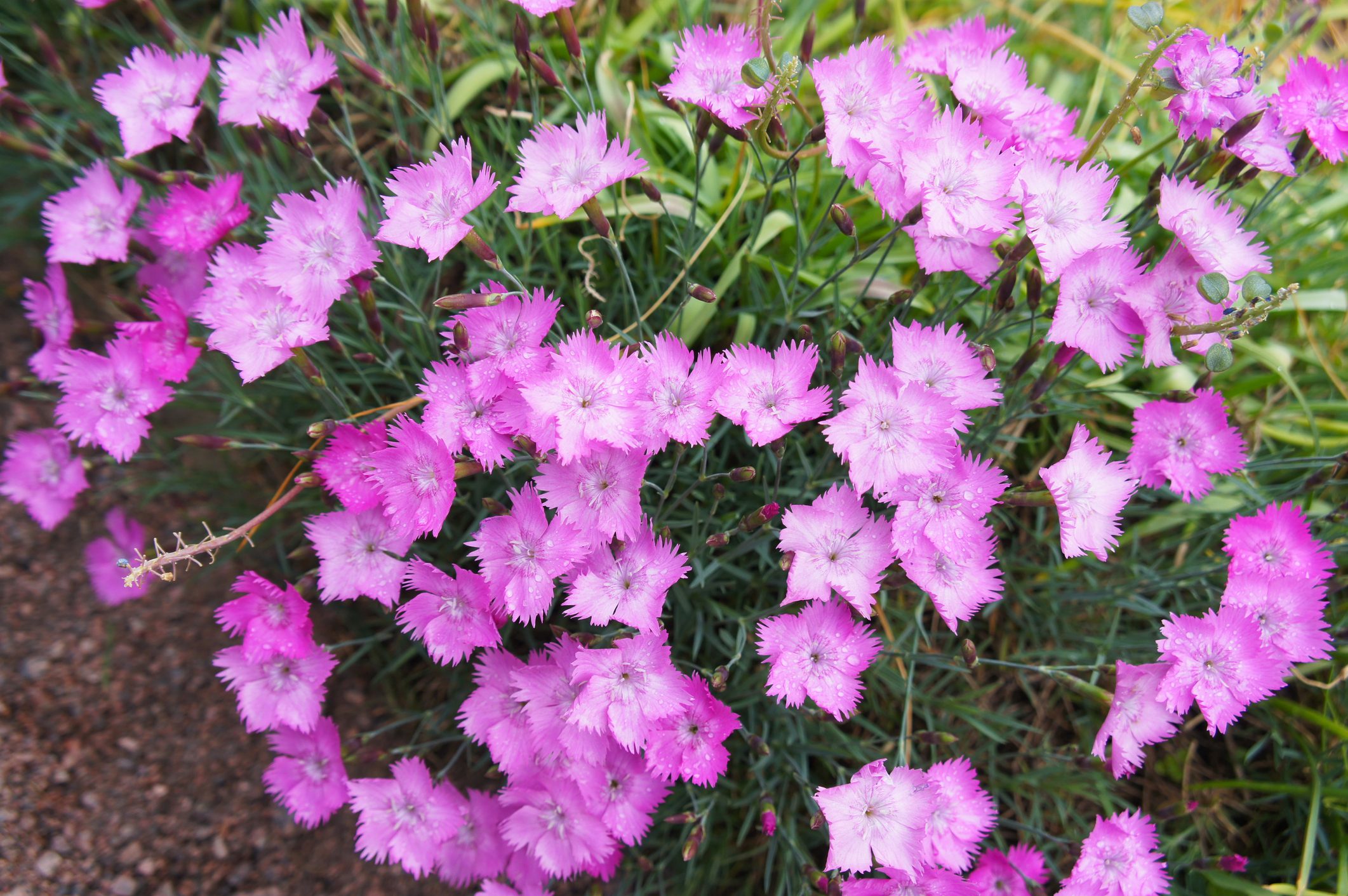 Dianthus gratianopolitanus or cheddar pink many flowers