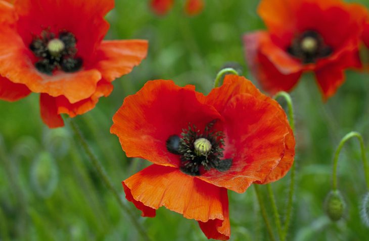 Poppies