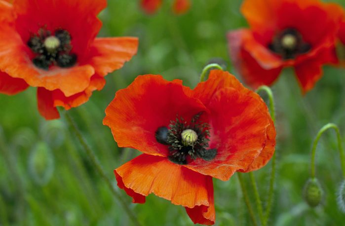 Poppies