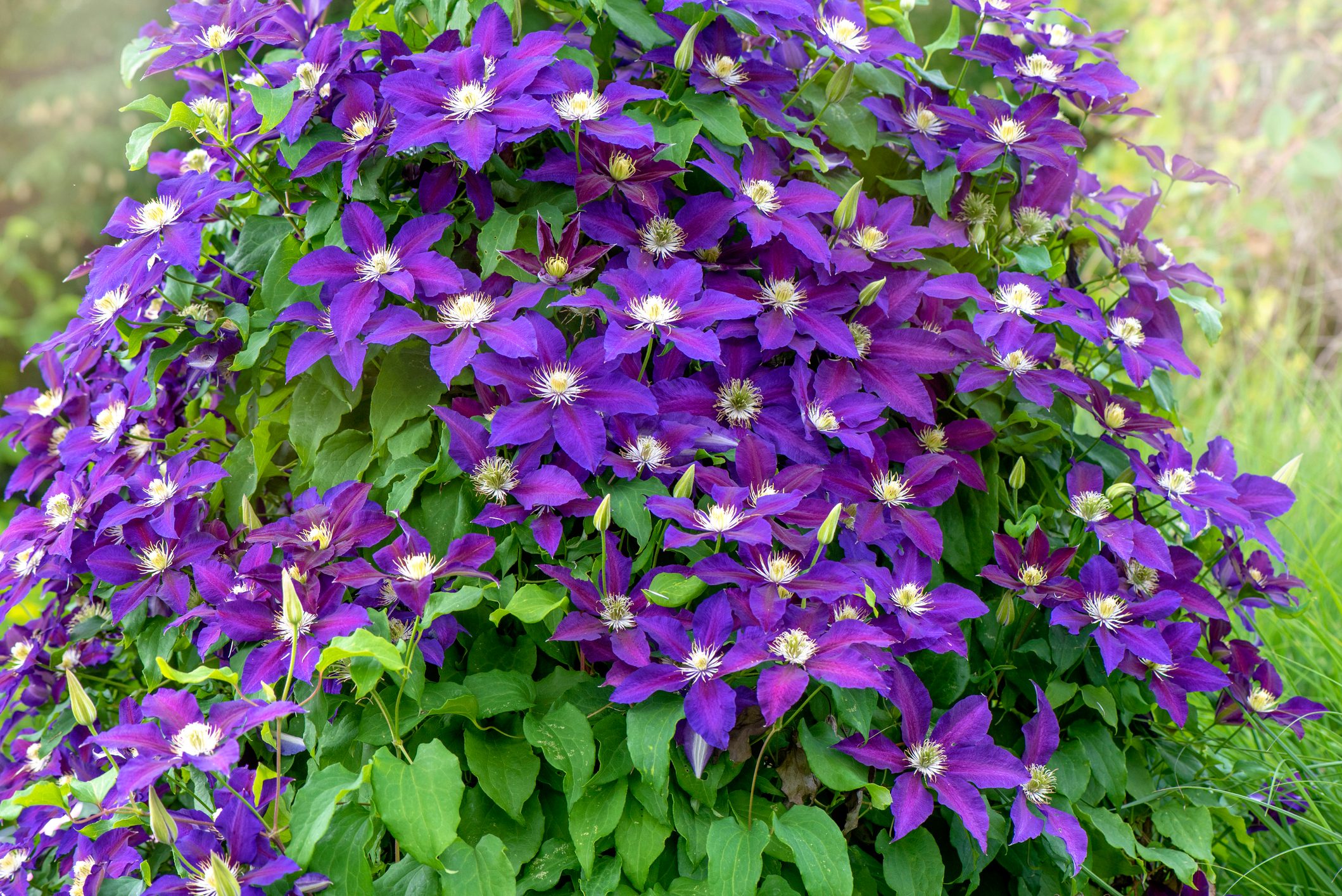 Close-up image of the beautiful summer flowering Climbing Clematis ‘Warszawska Nike’ on a garden trellis