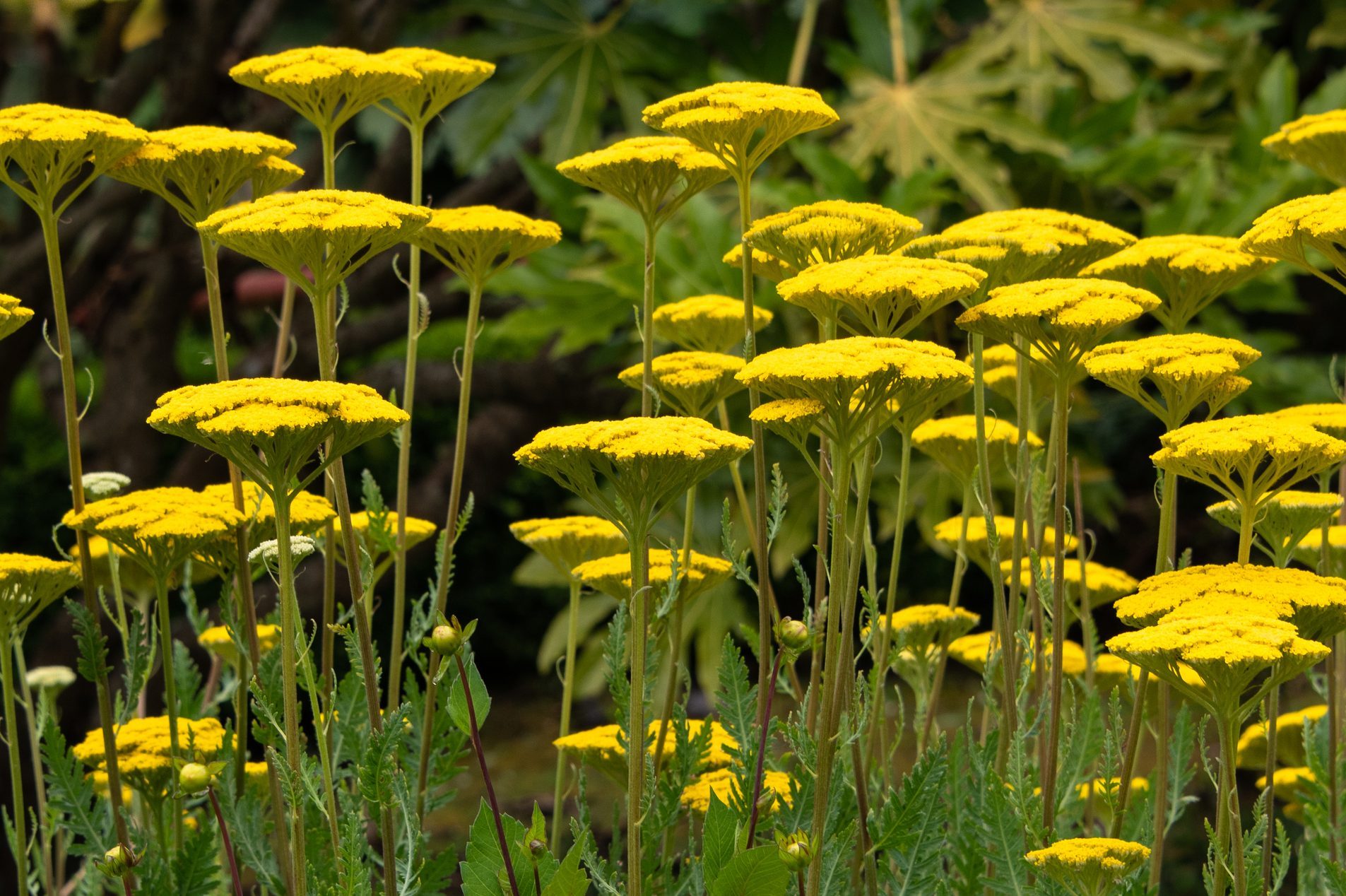 Golden Yellow Yarrow Flowers in Full Bloom in a garden