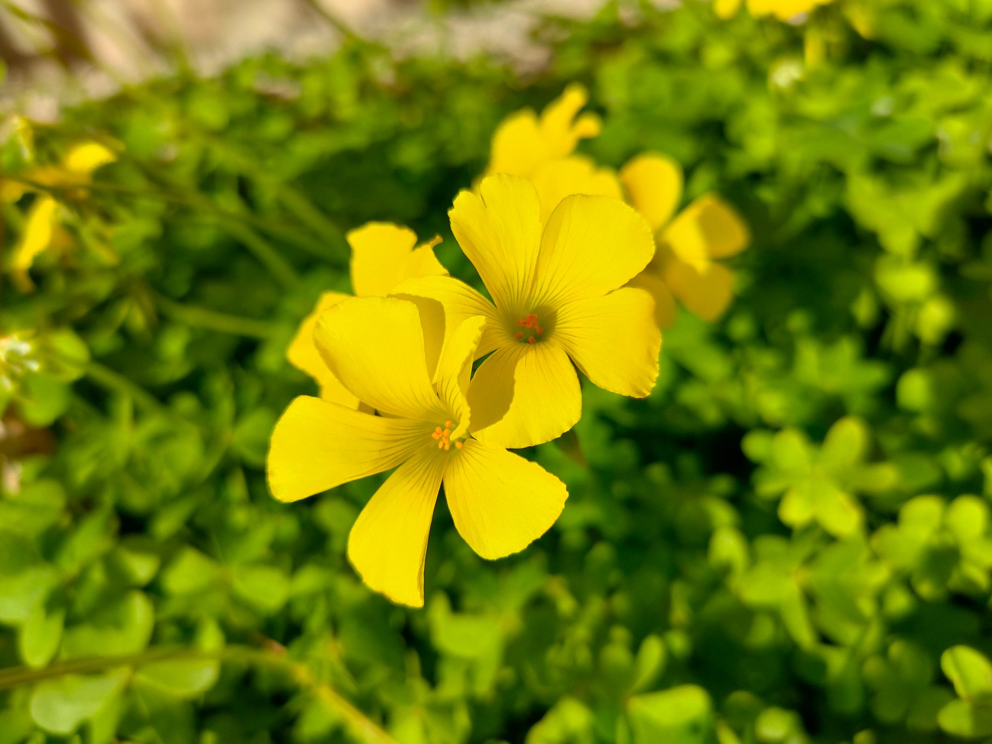 Yellow Clover,close Up Of Yellow Flowering Plant,lamezia Terme,catanzaro,italy