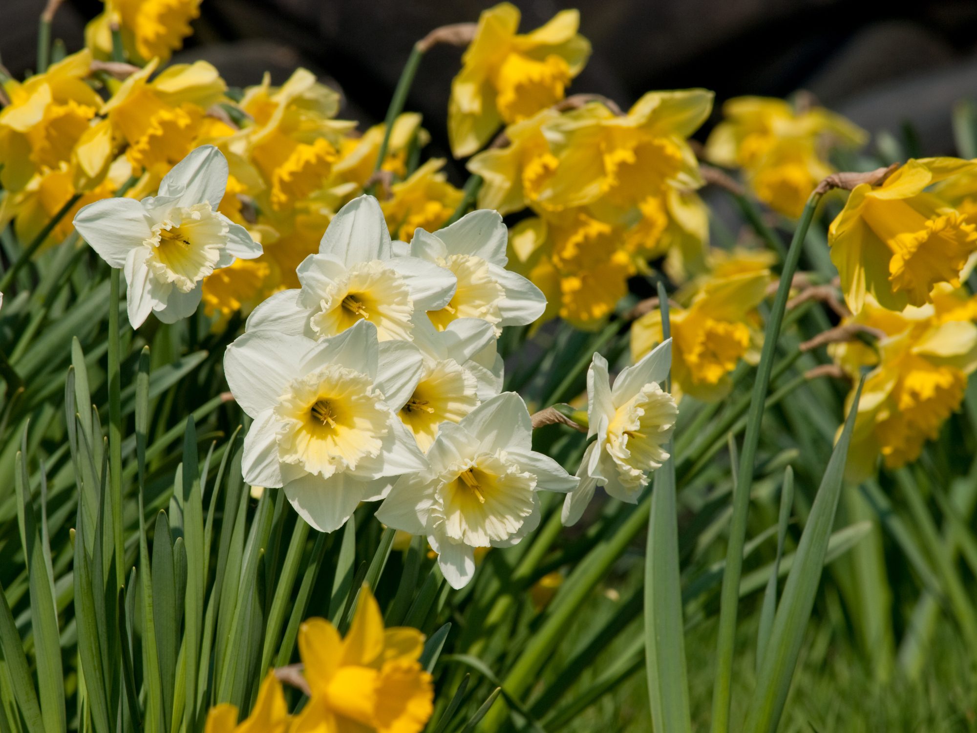 Daffodils