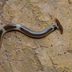 What Is a Hammerhead Worm?