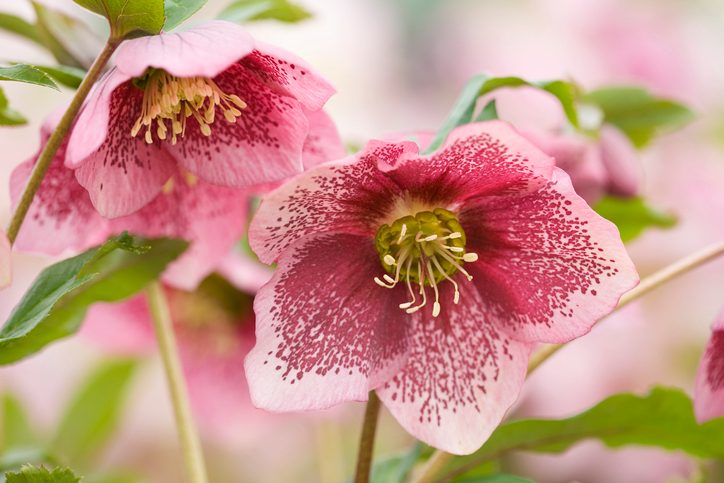 Hellebore flowers