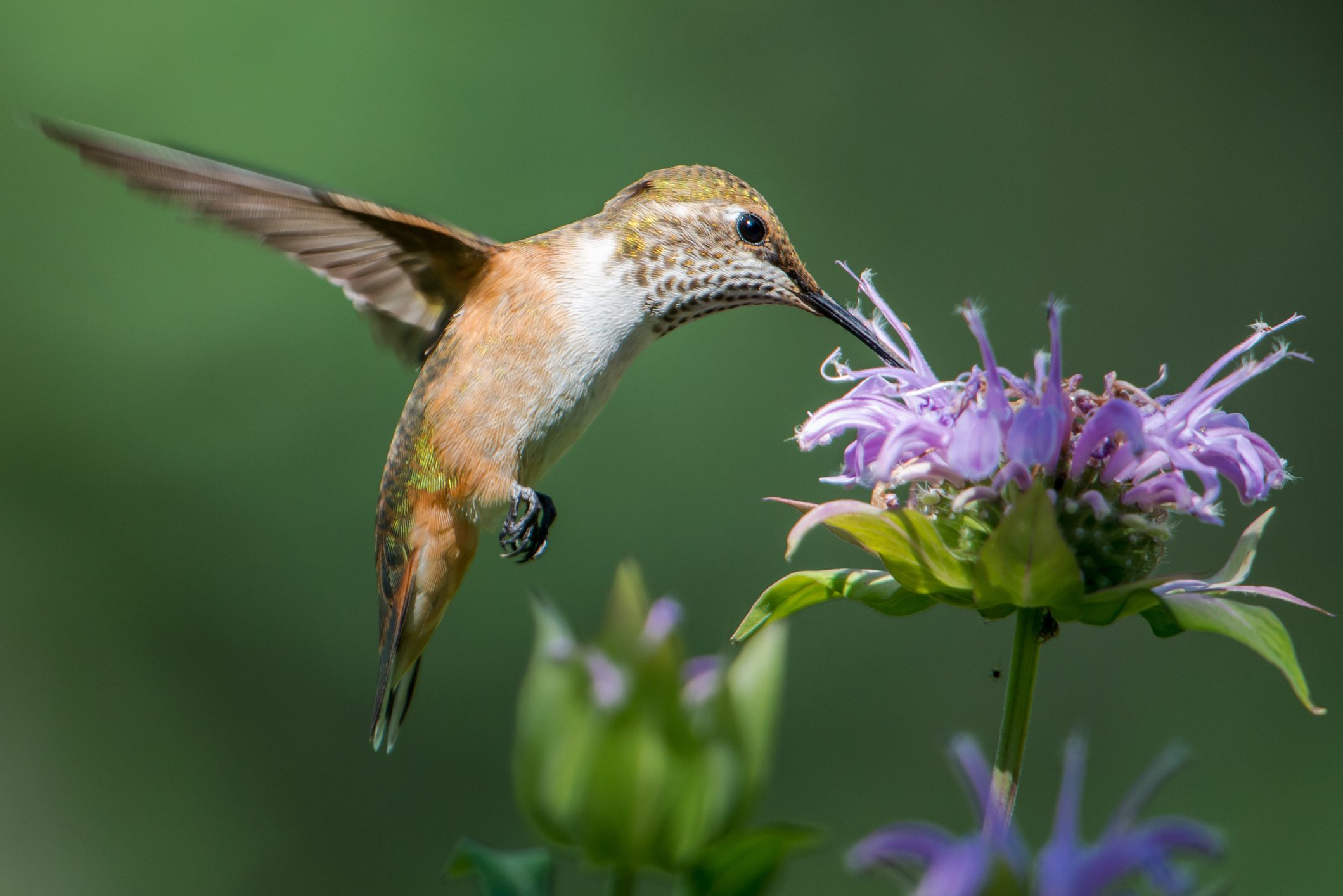 Hummingbird Feeding On Monarda