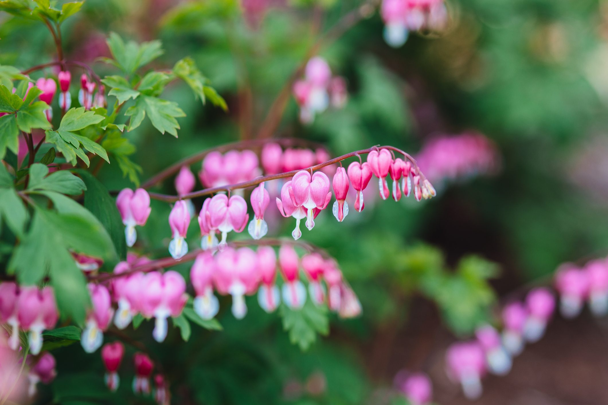 Close Up Of Bleeding Heart Flowers