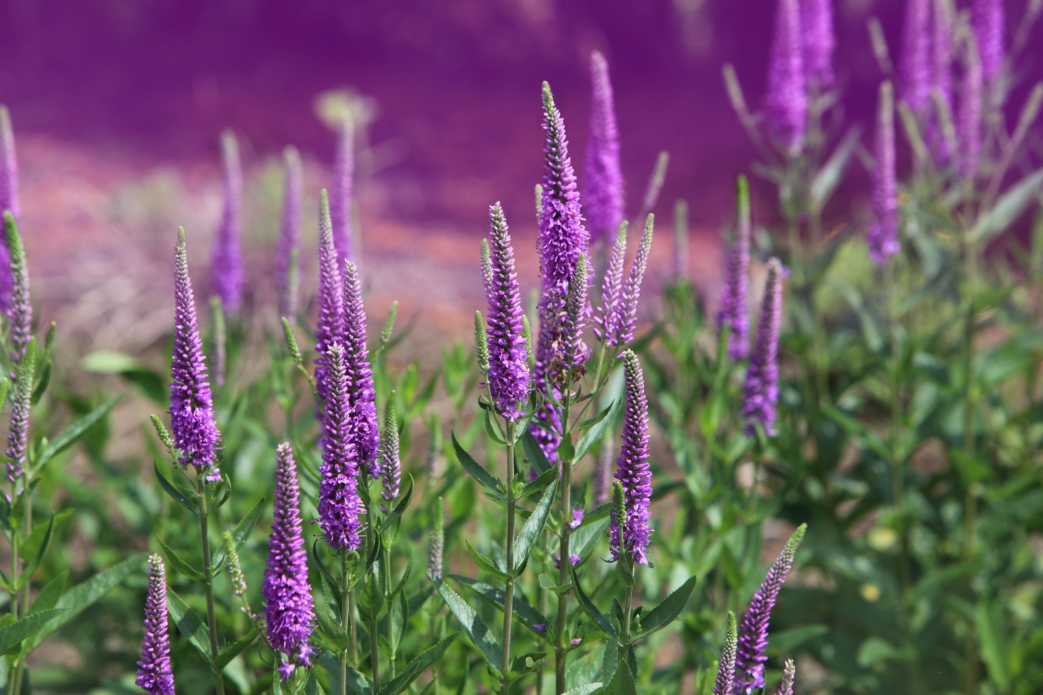 Spike Speedwell Flower