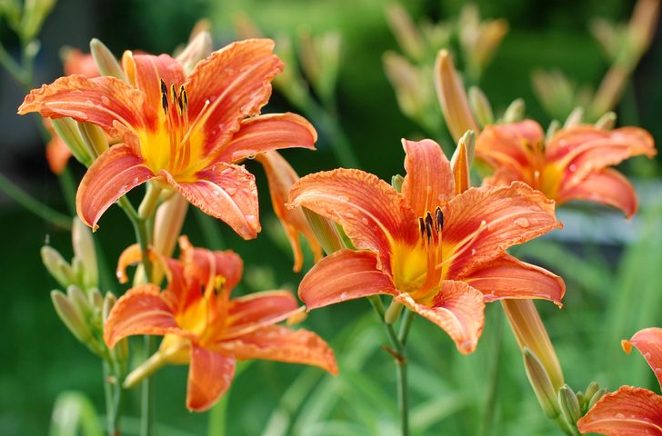 Close-Up Of Red Flower