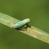 What Are Leafhoppers and How Do I Get Rid of Them?