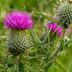 What Is Canada Thistle and How Do I Get Rid of It?