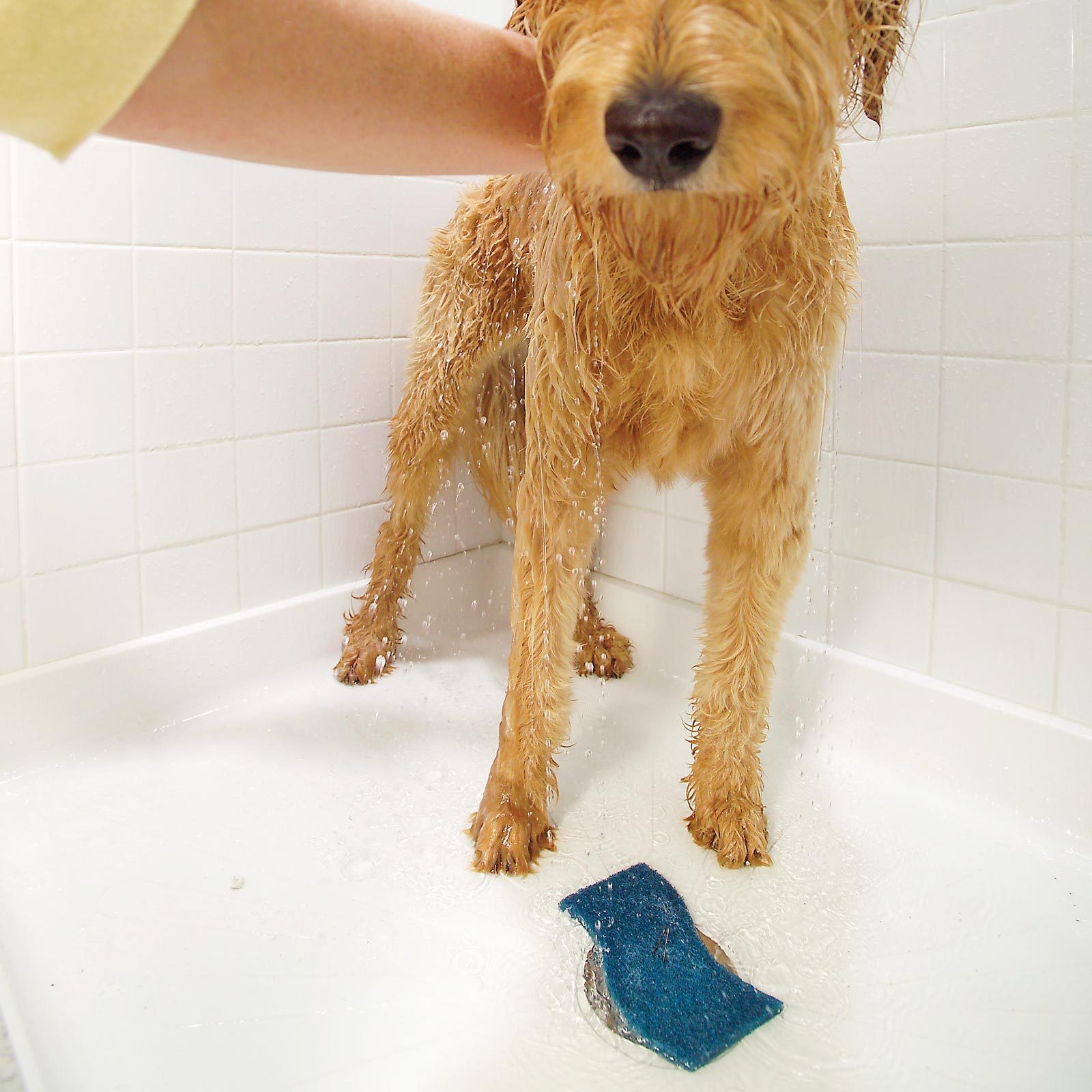 Filter Fur When Washing Your Dog in a shower